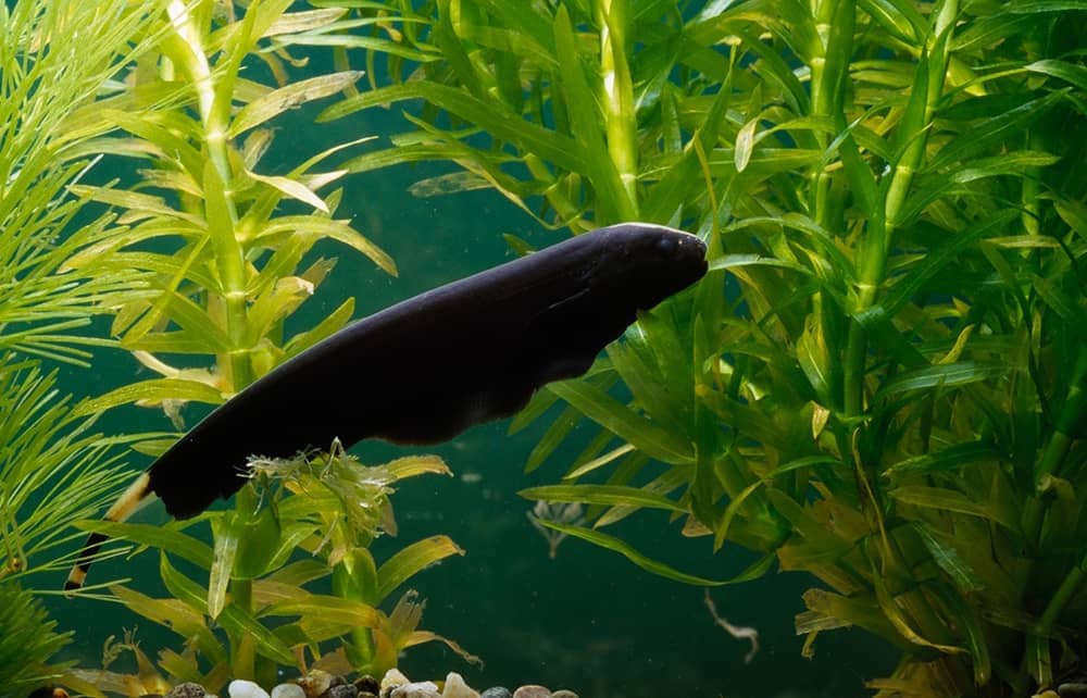 Fish that swim backwards and other natural wonders The Spectator