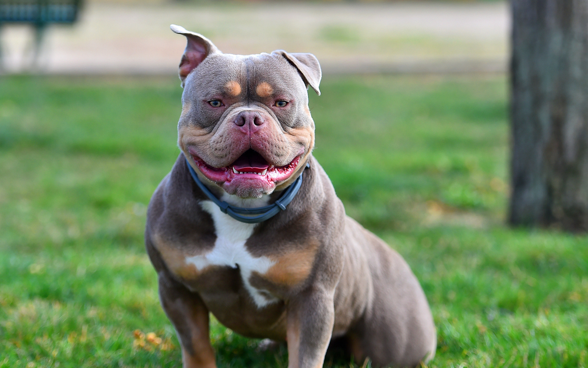 Why is the RSPCA defending the American Bully dog? The Spectator