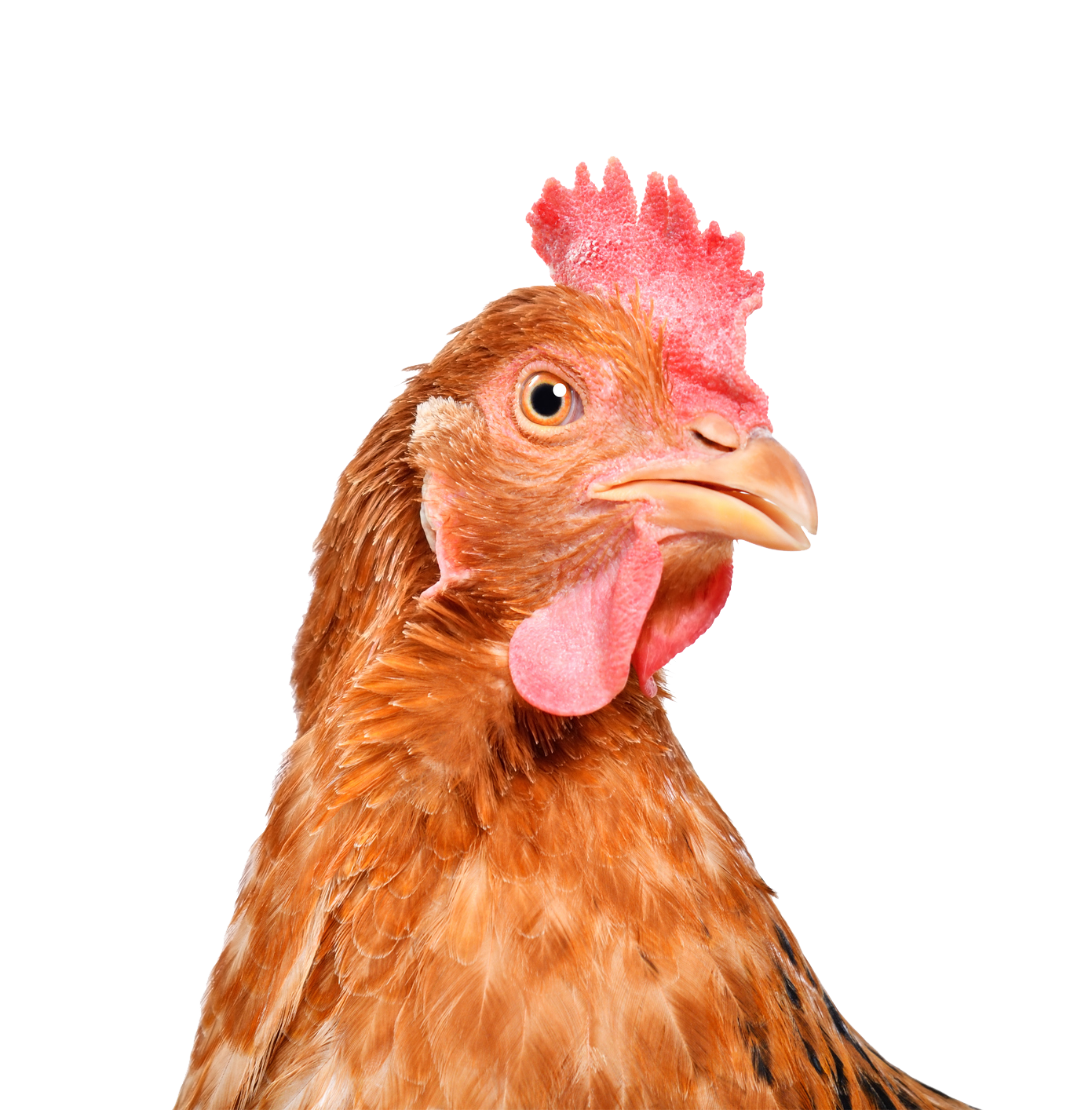 Our seven chickens are ruling the roost | The Spectator Australia