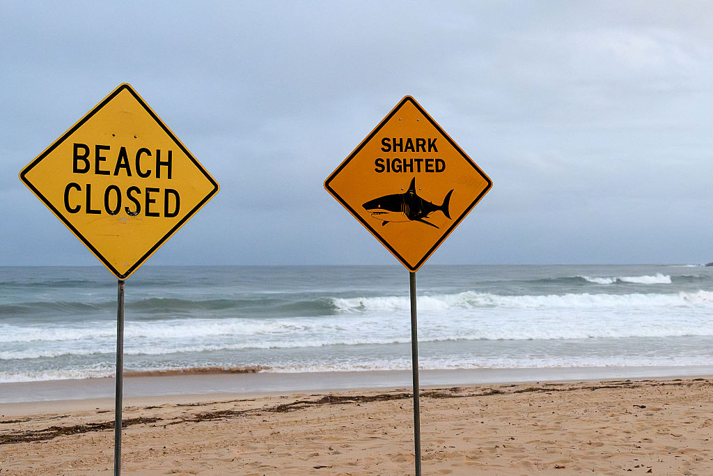Sharks are terrorising Australia