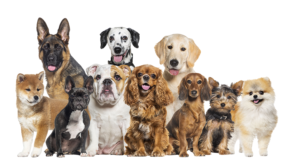 Were Dogs Hell is a dog café | The Spectator Australia