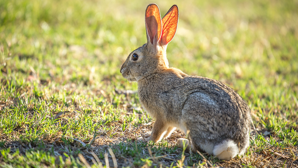 Why rabbit makes the best Easter lunch (yes, really)