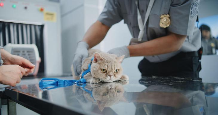 Taking my cat on holiday is like a military campaign