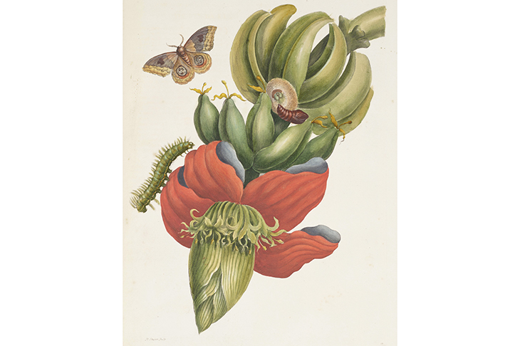 The art of flowers