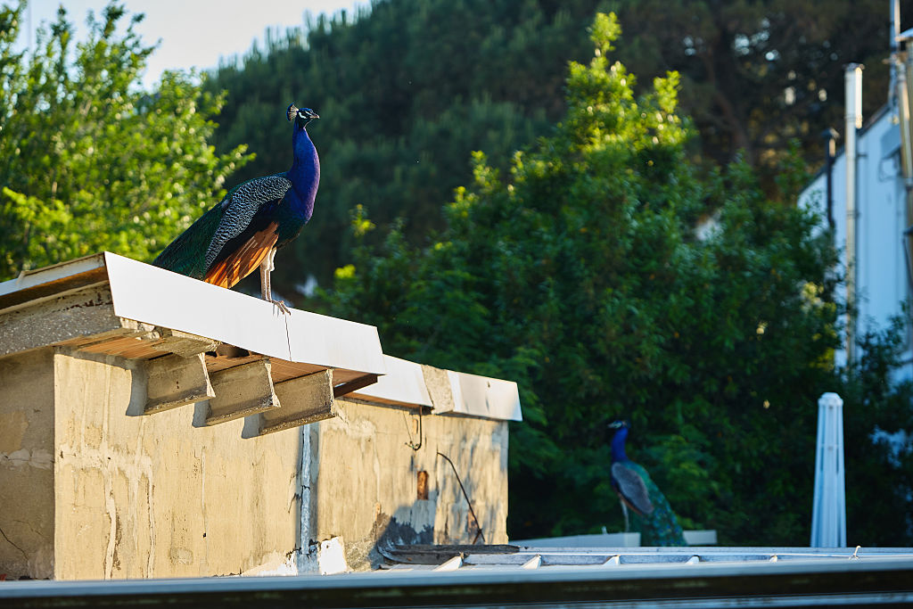 The truth about the peacocks of Punta Marina
