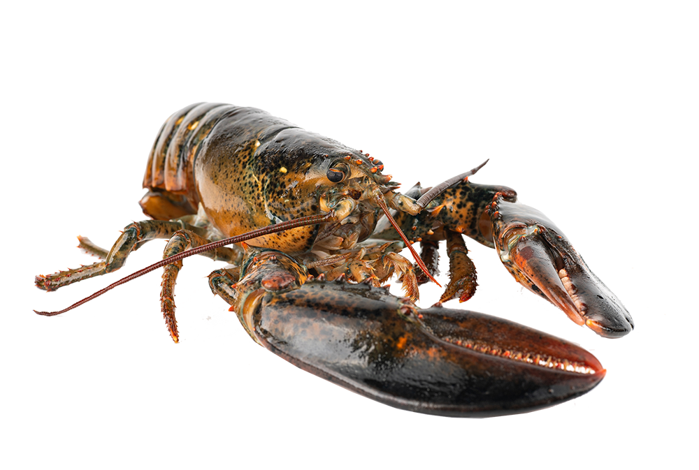 Man vs lobster