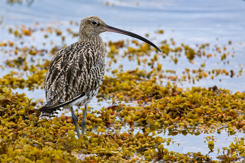 Save the curlew!