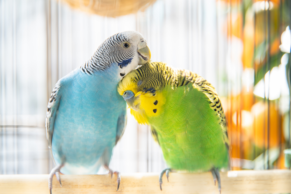 Why budgerigars are the perfect pets