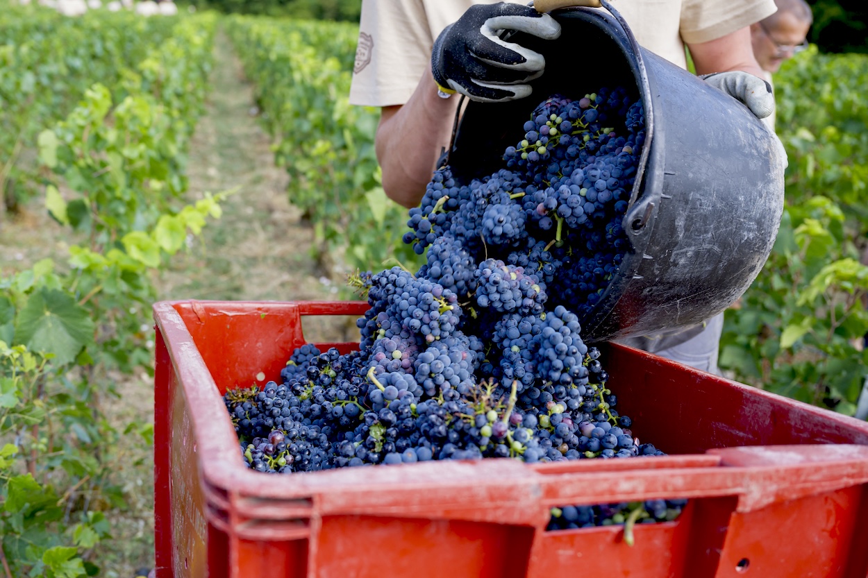Will the heatwaves make this years French wines better?