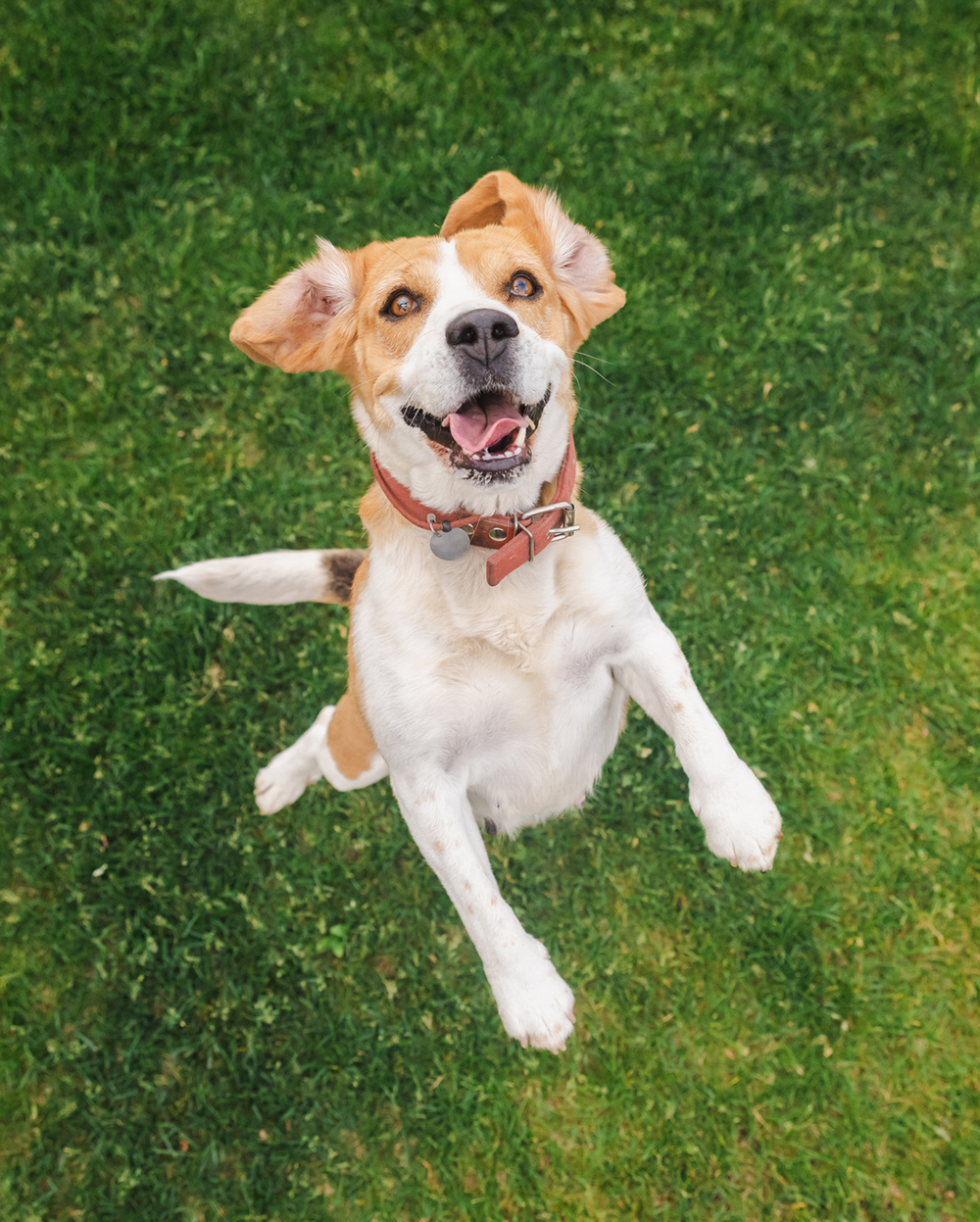 Confessions of a dog hater